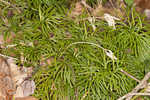 Fan clubmoss